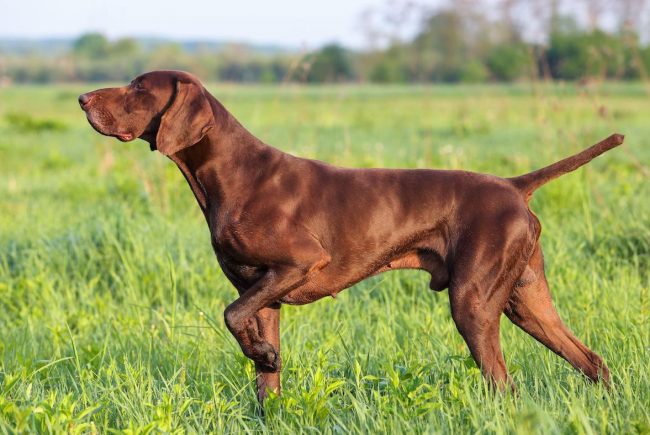 2CJYF0B Brown German Shorthaired Pointer. A muscular hunting dog is standing in a point in the field among the green grass. A spring sunny day.