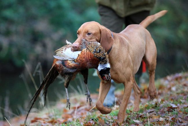 61f12f8e0037c240e73ffb68_pointer-collecting-a-pheasant