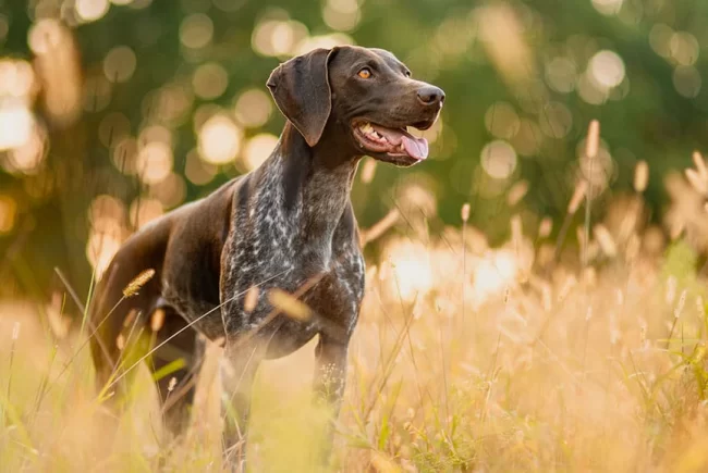 hunting-dog-breeds-native-performance_442b7440-e236-4ef4-bb42-ab7a55d71759